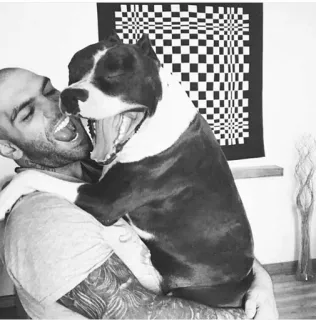 🕋 b0f236f2 남자, 개, 우정, 애정, 문신, 핏불, 애완 동물, 반려 동물 telegram sticker