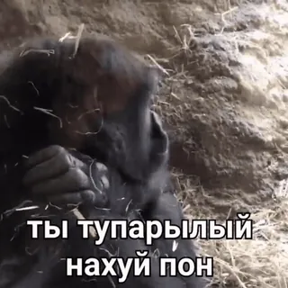 @mak_sya | @mak_syaa | @mak_sya :: @fStikBot whatsapp stickers