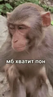🐒 3df61b99 мб хватит пон monkey, animal, meme, Russian, primates whatsapp sticker
