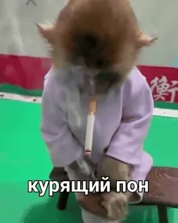 🐒 62fca983 курящий пон monkey, smoking, cigarette, animal, funny whatsapp sticker