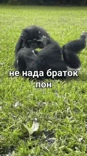 🐒 73ac737d не надо браток пон apes, grass, animals, nature whatsapp sticker