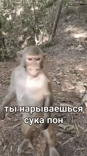 🐒 77d351be ты нарываешься сука пон monkey, swear words, aggressive whatsapp sticker