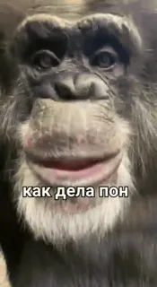 🐒 8488d381 как дела пон monkey, ape, chimpanzee, russian whatsapp sticker