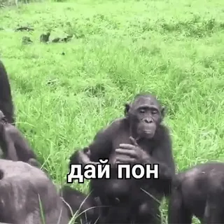 🐒 b04f0aa6 дай пон chimpanzee, animals, meme whatsapp sticker