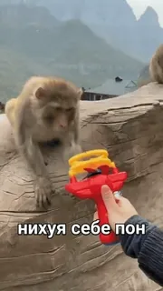 🐒 b9524019 нихуя себе пон monkey, toy, russian, offensive, slang whatsapp sticker