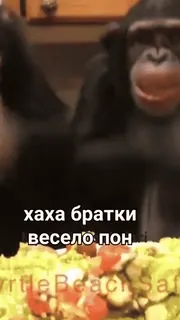 🐒 cd8890e9 хаха братки весело пон і whatsapp sticker