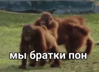 🐒 d472491a мы братки пон orangutans, animals, primates, russian, brothers whatsapp sticker