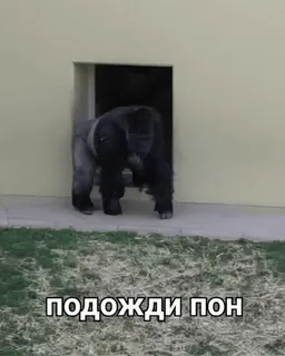 🐒 dcc880a3 подожди пон gorilla, animal, door, ape whatsapp sticker