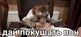 🐒 f336c344 дай покушать пон monkey, eating, russian, funny whatsapp sticker