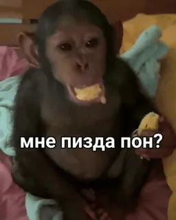 🐒 f519f4f4 мне пизда пон? monkey, animal, meme, offensive whatsapp sticker