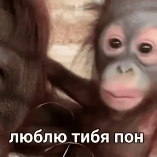🐒 f6244fe4 люблю тибя пон orangutan, baby orangutan, animals, cute, love whatsapp sticker