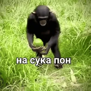 🐒 ff98c10e на сука пон ape, animal, meme, grass whatsapp sticker
