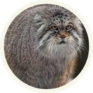 😳 0062e60a gatto, animale, mammifero, fauna selvatica, gatto di Pallas, felino telegram sticker