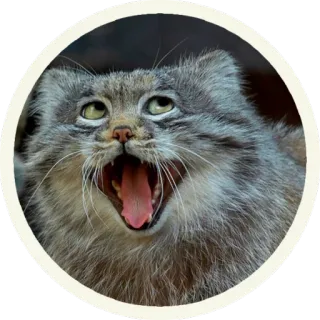 😂 2a3b824e gatto, animale, mammifero, gatto selvatico, gatto di Pallas, manul telegram sticker