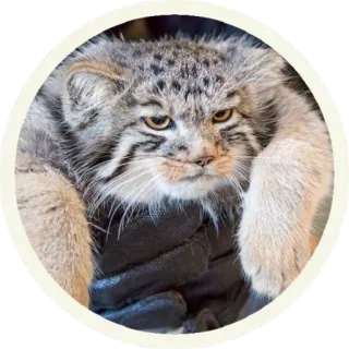 😒 49373a6d gatto, gatto di Pallas, manul, animale, carino, divertente telegram sticker