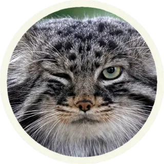 😘 4ad9cc44 gatto, animale, animale domestico, felino, mammifero, carino, ritratto, fauna selvatica telegram sticker