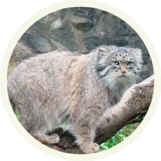 😐 570c1e5f gatto, gatto di Pallas, manul, animale, gatto selvatico, mammifero telegram sticker
