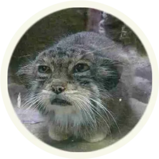 🤔 5f254270 gatto di Pallas, manul, gatto, animale, fauna selvatica telegram sticker