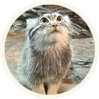 🤨 65cccbf0 gatto, animale, mammifero, carino, felino, gatto domestico, animale domestico telegram sticker
