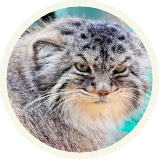 😠 6bc6d027 gatto, animale, mammifero, gatto di Pallas, manul, gatto selvatico telegram sticker