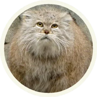 😐 6bf1ed13 gatto, animale, manul, gatto selvatico, mammifero, fauna selvatica telegram sticker