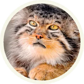 😠 8e188ccd gatto, gatto di Pallas, manul, animale, mammifero, fauna selvatica telegram sticker