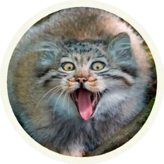 😂 9a0dd164 gatto, animale, gatto selvatico, manul, gatto di Pallas, divertente, scioccato, sorpreso telegram sticker