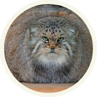 😠 9f59ec89 gatto, animale, gatto di Pallas, manul, felino, gatto selvatico telegram sticker
