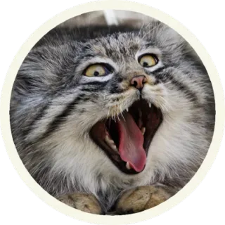 😂 b7c27ad2 gatto, urlante, gatto di Pallas, animale, divertente, meme telegram sticker