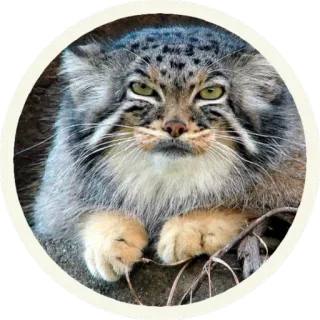 ☺️ cfc78dcb gatto, gatto di Pallas, manul, animale, gatto selvatico, mammifero, felino telegram sticker