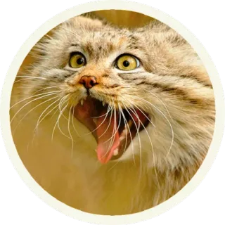 😂 e0bb7b35 gatto, manul, gatto di Pallas, animale, gatto selvatico, felino telegram sticker
