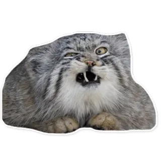manul whatsapp stickers