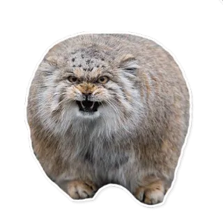 😡 2bc59831 gato, animal, gato de Pallas, manul, gato salvaje, enojado telegram sticker