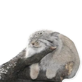 💤 573b759d gato, durmiendo, animal, lindo, mamífero, felino telegram sticker