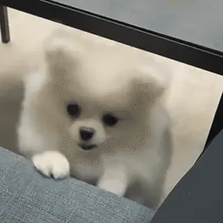 猫狗-免费送飞机会员 👉 @bqb108 telegram stickers