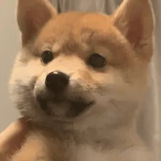 ◾️ 587935e0 shiba inu, anjing, anak anjing, hewan, lucu, hewan peliharaan telegram sticker