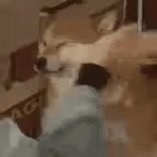 🟣 62eb46f6 telegram sticker