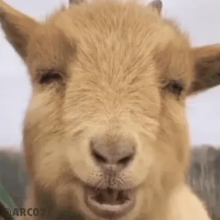 猫狗-免费送飞机会员 👉 @bqb108 telegram stickers