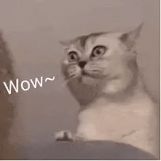 ☑️ 7164b3ea Wow~ kucing, meme, wow, imut, binatang, lucu, hewan peliharaan telegram sticker