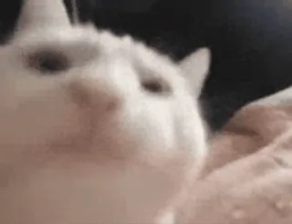 🟠 7e33c7c7 kucing, hewan, kucing putih, imut, hewan peliharaan telegram sticker