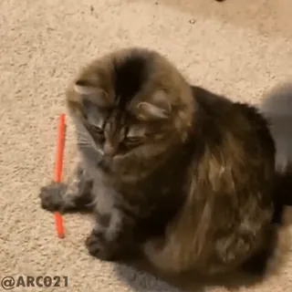 🟤 90613ab6 @ARC021 kucing, hewan peliharaan, hewan, imut telegram sticker