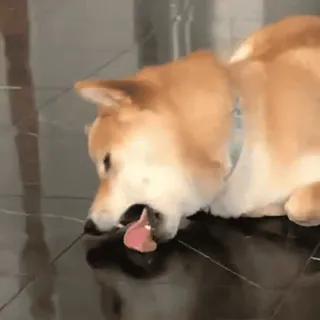 🎶 d735eaee anjing, shiba inu, hewan peliharaan, binatang, bermain, menjilat telegram sticker