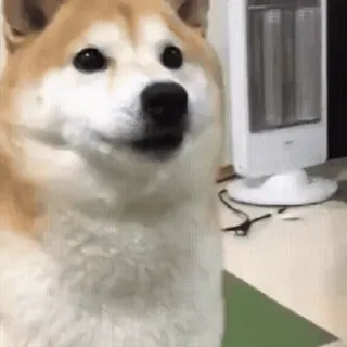 ➿ ea4170e7 anjing, Shiba Inu, hewan, peliharaan, lucu, meme telegram sticker