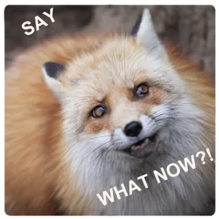 🤨 04355fc9 SAY
WHAT NOW?! สุนัขจิ้งจอก, สัตว์, มีม, ตลก, คำถาม, น่ารัก, มีมอินเทอร์เน็ต telegram sticker