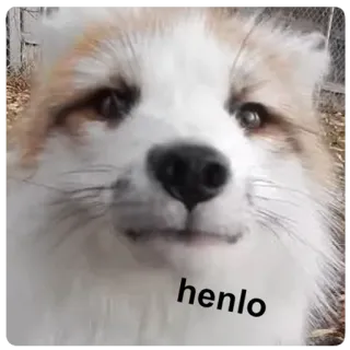 👋 15878bb4 henlo สุนัขจิ้งจอก, สัตว์, มีม, น่ารัก, ตลก, henlo, หมา telegram sticker