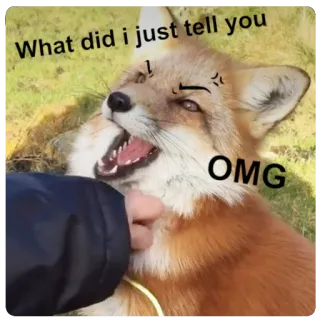 😡 338bae2a What did i just tell you OMG สุนัขจิ้งจอก, โกรธ, ลูบ, สัตว์, มีม, น่ารัก telegram sticker