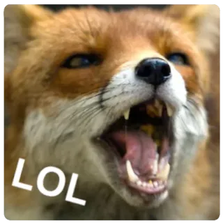 😂 37a832f6 LOL สุนัขจิ้งจอก, สัตว์, มีม, 555 telegram sticker