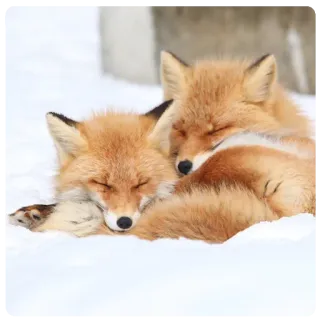 🤗 45d669af สุนัขจิ้งจอก, สัตว์, หิมะ, หลับ, ฤดูหนาว, น่ารัก, กอด telegram sticker