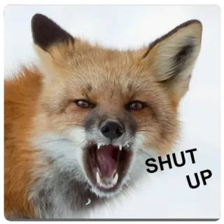 😡 46b8c4e1 SHUT UP สุนัขจิ้งจอก, สัตว์, หุบปาก, หยาบคาย, มีม telegram sticker