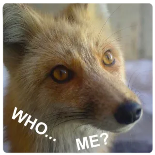 😳 4dfa6a76 WHO... ME? สุนัขจิ้งจอก, สัตว์, คำถาม, ใคร, ฉัน telegram sticker